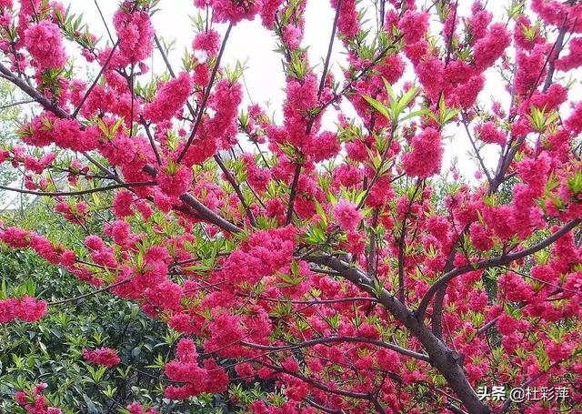 花开艳如云,哪种花开符合此种景象？