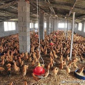 现在在农村养柴鸡赚钱吗？