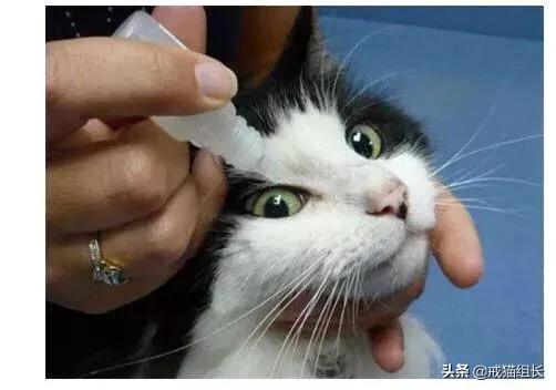 福原爱宠物医院赖教授:赖氨酸膏，是养猫必备吗？