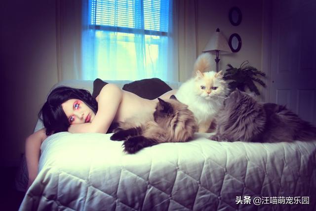 养猫的男人:猫系男人养猫会不会更骚？