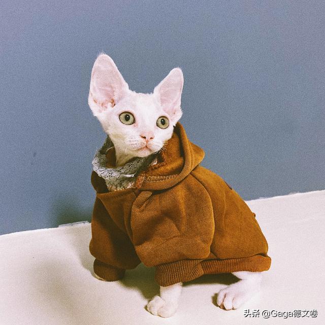 三文鱼边角料做猫饭:为什么猫不吃我做的猫饭？