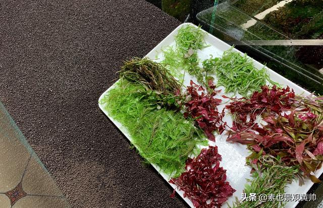 头条问答 水草的水上叶与水下叶怎么区分 5个回答