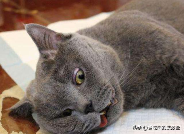 头条问答 猫咪绝育之后有什么变化吗 100个回答