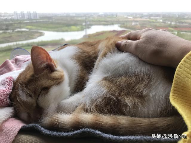 猫咪有几个禁区，“猫爪在上”的游戏，铲屎官们玩过吗猫咪身上的禁忌部位有哪些