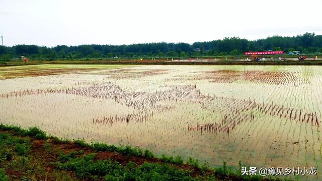 衡阳薄鳅:安徽地区农田可以养殖长薄鳅吗？