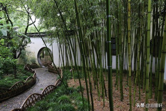 斑竹初成三妃庙两只猫的二重奏:关于描写竹子的诗句与成语有哪些？