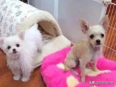 最漂亮吉娃娃狗图片:吉娃娃狗贵吗？吉娃娃狗的市场价格？