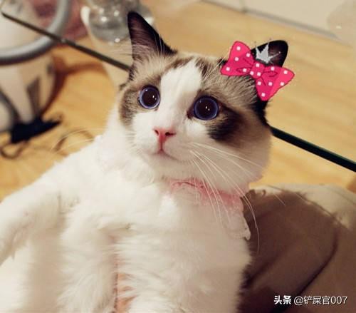 猫少:蓝猫一天只吃一顿饭还吃很少？怎么处理？