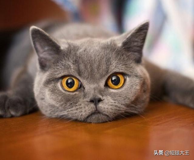 猫咪不乖:咋养猫才能让猫咪乖,听话？