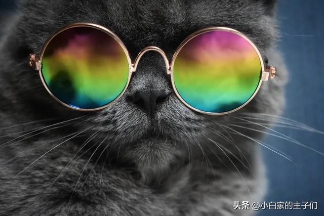 金吉拉猫和蓝猫哪个好养？