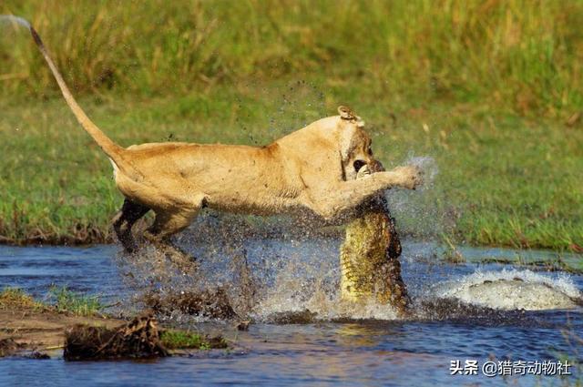 猛兽大对决湾鳄vs白鲨:猛兽大对决牛鲨vs鳄鱼 老虎玛琪丽杀死的这只鳄鱼需要多少只狮子才能对付？