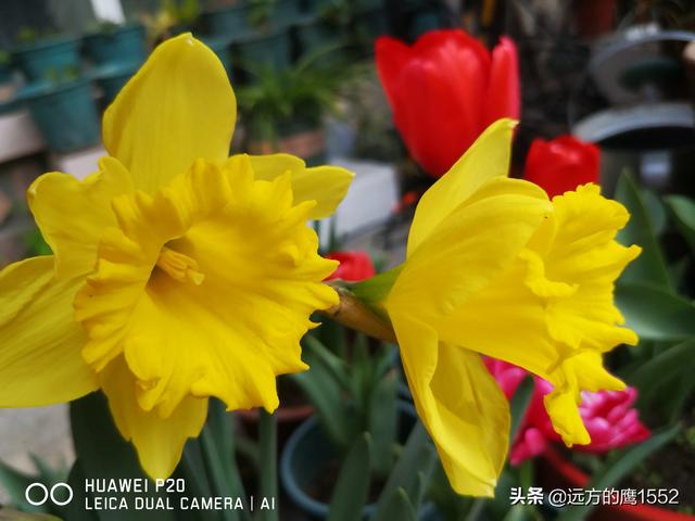 头条问答 家里有个小院 是种怎样的体验 472个回答