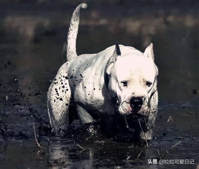 土佐斗犬能养吗:土佐犬一开始培育出来的目的是什么？为什么？