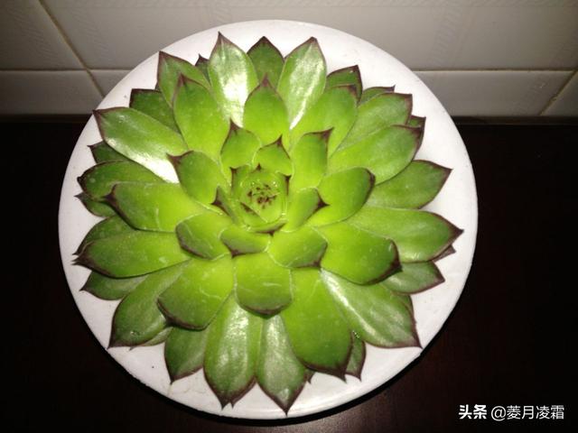 长生草属多肉植物图片:长生草多肉植物图鉴大全 谁知道这是什么品种的多肉？