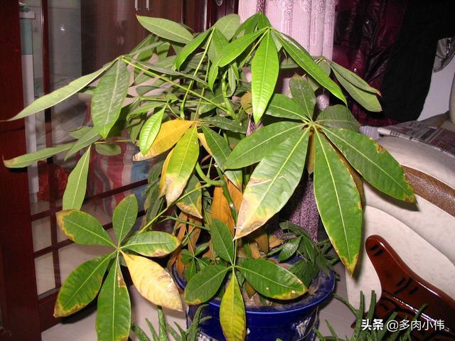 北方发财树怎么养才长得好:怎样给发财树浇水才能长得旺盛？