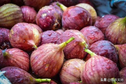 下鸟啦网:我家的油菜经常被鸟吃，有什么办法吗？
