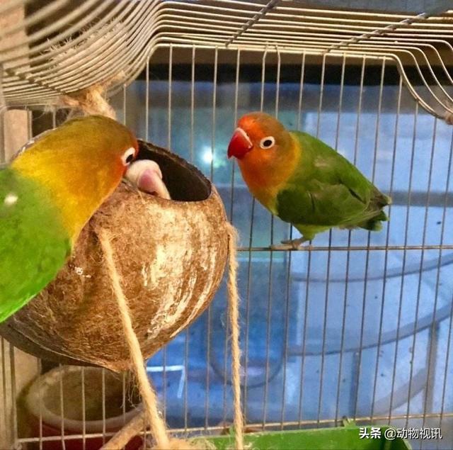花头鹦鹉如何养:花头鹦鹉可以养吗 新手想要养殖鹦鹉，需要注意些什么？比如说鹦鹉吃什么？