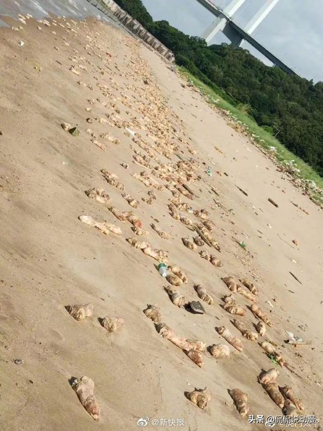 东莞环卫工人带宠物鸭扫大街:城市里如何解决宠物狗街上随意造脏难题？