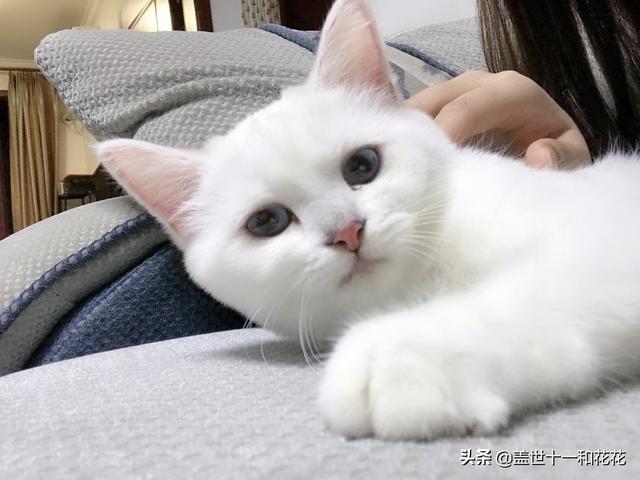 恶徒怀里的小猫咪:恶徒怀里的小猫咪包书网 新拿的小猫，不肯吃也不肯喝，怕人，拼命叫怎么办？