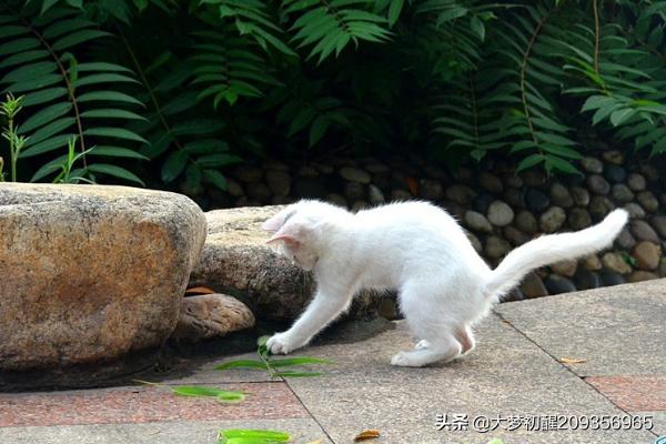 日本的盆景猫:如何用最简单的材料给猫咪做玩具？