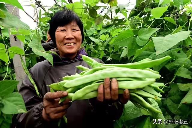 角箱鲀图片:农民种芸豆，植株长势挺好，就是不坐荚，这是为何？如何防治？