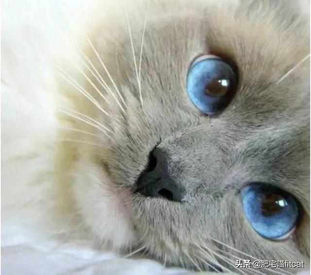 猫瞳孔颜色的代表:有关猫的眼睛冷知识有哪些？