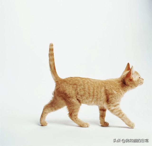 .日本截尾猫:尾巴折过来的猫是麒麟尾猫吗？