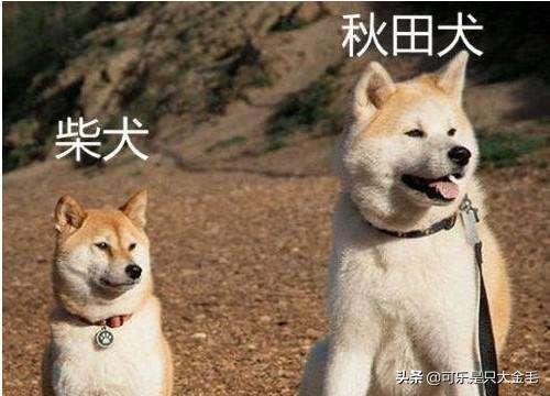 秋田犬和柴犬有什么区别 头条问答