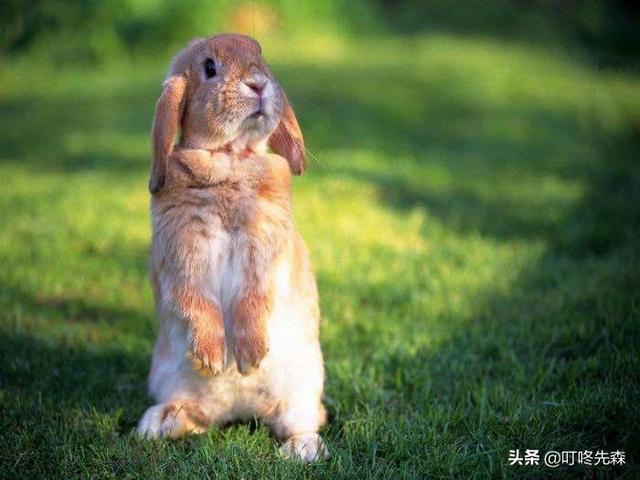 猫猫兔洗澡注意什么:仓鼠用的浴沙可以给兔子用吗？要注意什么？
