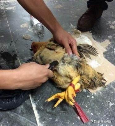 家里养的狗咬死的鸡能吃吗:邻居的狗把我家的鸡都咬死了，狗被打死，邻居找我赔偿，怎么办？