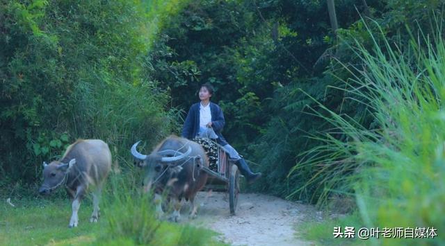 七舅脑爷:李子柒全球粉丝过亿，想知道李子柒模式可以复制吗？