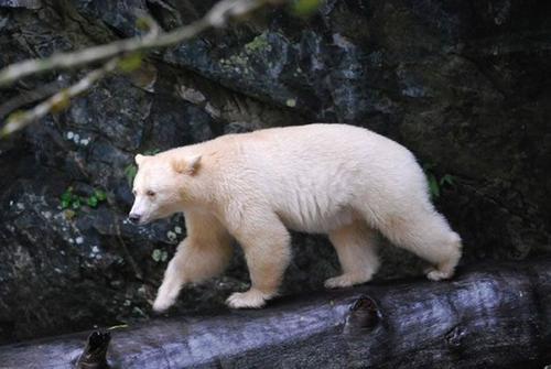大白熊:西藏的大白熊，与北极熊到底有没有关系呢？
