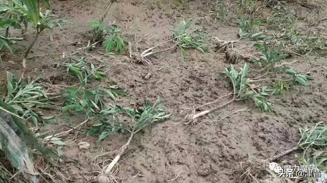 猪儿虫:魔芋种植时有哪些常见虫害？怎么综合防治？