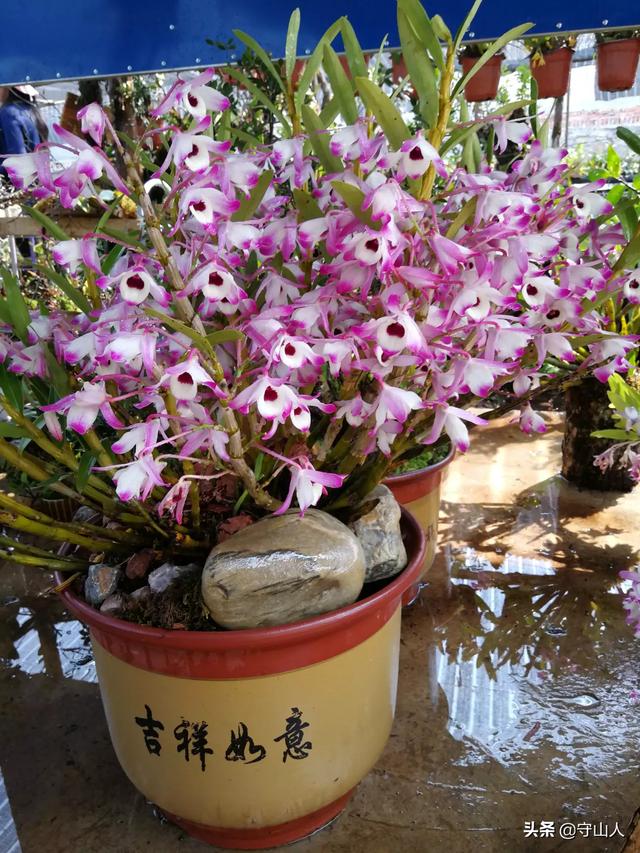 石斛图片,石斛的种类包括哪些？作用各有何不同？