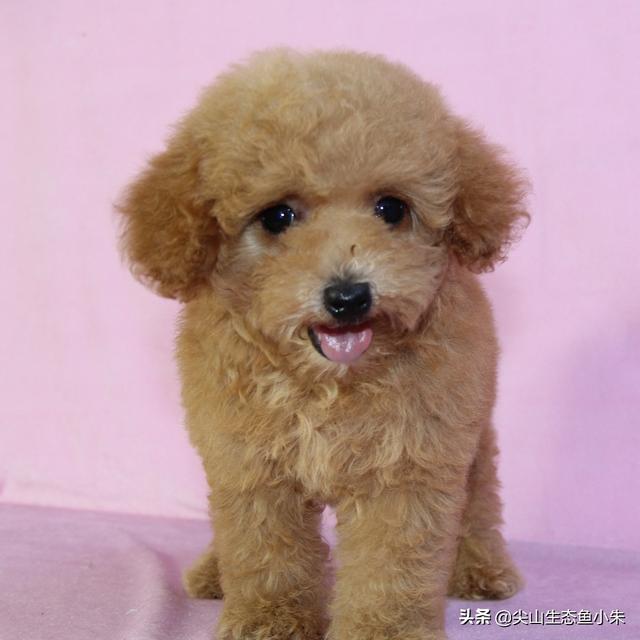我家泰迪怕狗怎么办:说说你们家里养的泰迪犬，都害怕做什么事情？