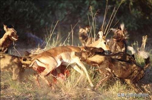 罗得西亚背脊犬捕猎非洲野犬:非洲大哥狮子，二哥鬣狗，三哥是谁？