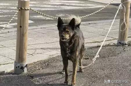 大单间房子怎么养猫:一个人的出租屋单间，养什么宠物比较好？