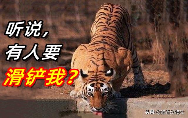 完达山一号东北虎:吉林男子野外遇东北虎，它实力有多强，滑铲能躲避攻击么？