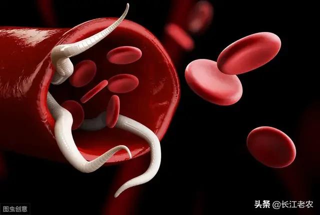 辉瑞多拉菌素:狗打去虫针打多了，怎样给狗打点滴解毒？