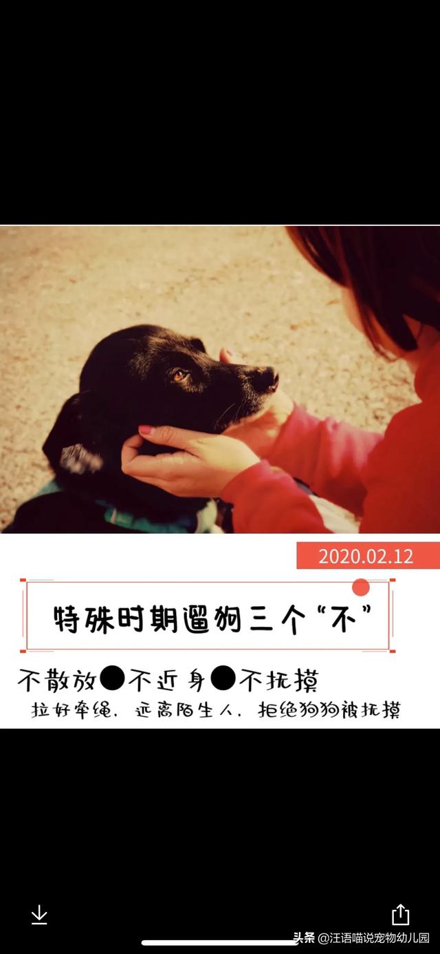 人会携带犬冠状病毒么:新冠病毒对狗有感染性吗？