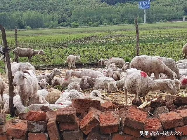 生物饲料配方技术:限制抗生素在饲料中使用以后，你是怎么做饲料配方的？