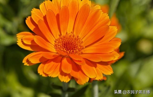 金盏菊:金盏菊几月播种好？如何养护？