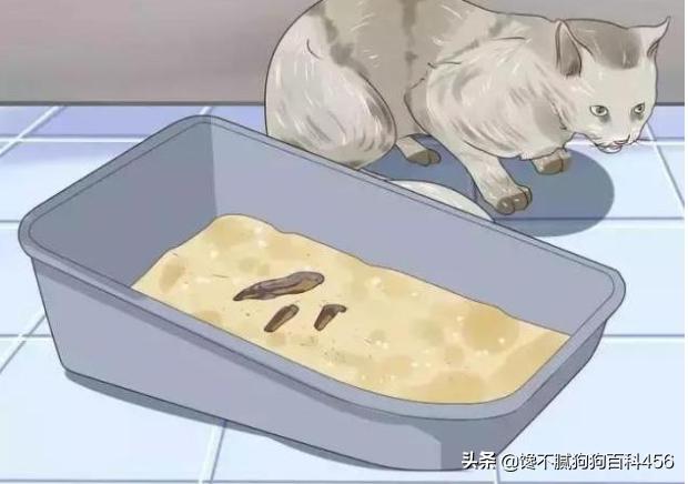猫 心丝虫 检测:猫心丝虫检测 猫咪身上有虫，会有什么表现？