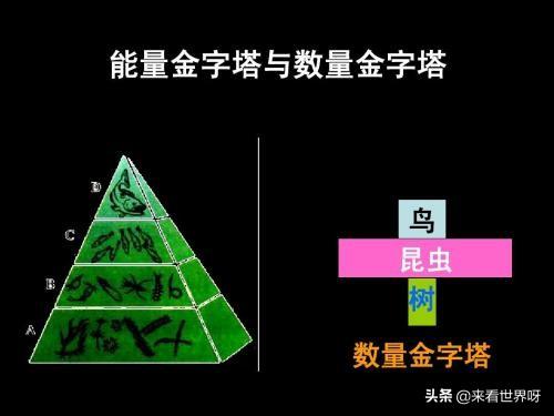 马肉能吃吗:马肉也是一种肉，为什么感觉几乎没人吃？