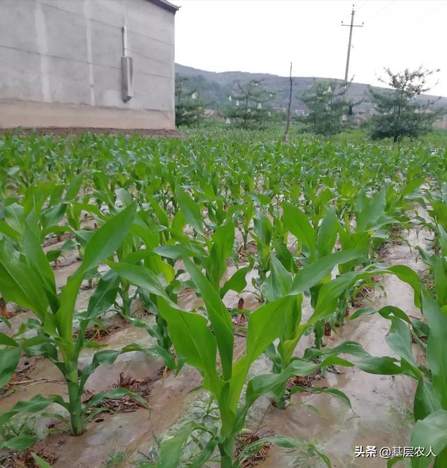 特点:农作物的生长期都有哪些特点，比方说呢？