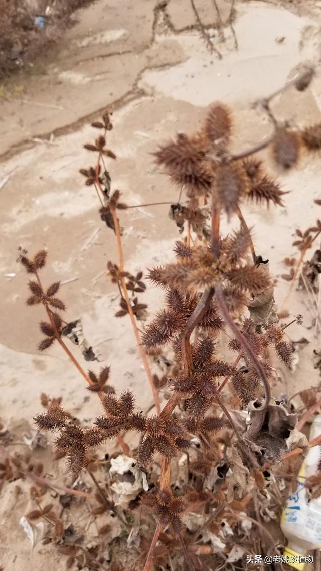 苍耳子有什么好处:苍耳子炒糊了还能食用吗,有毒吗