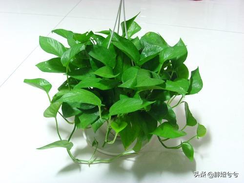 菊花顶金丝雀图片:菊花金丝雀图片 南向阳台夏天晒不到太阳适合养什么花？