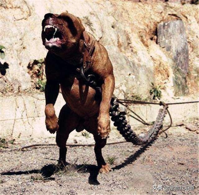 比特犬斗狗打架视频:比特犬斗狗视频大全 给你两万块钱，再给你一把刀，你愿意和两只比特犬搏斗吗？