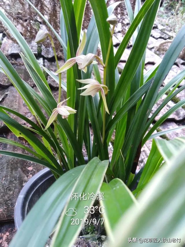 头条问答 6月15日入手一颗建兰 今年能开花吗 怎样养殖能开花 9个回答