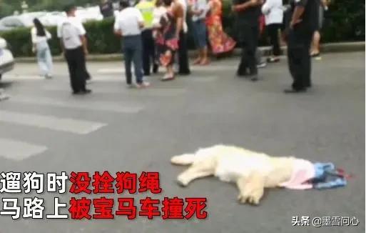 苏州虐狗事件:狗乱跑被撞死，江苏一男子为狗复仇驾车怒撞宝马，你有何看法？